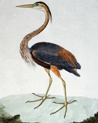 A Garça Púrpura