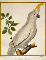 Cacatua-de-crista-amarela (Cacatua sulphurea), de Histoire naturelle des oiseaux