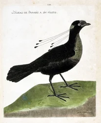 Tábua zoológica (ornitologia): a ave do paraíso tem seis redes (wahnes paradise ou wahnesi patoria). Ilustração em "A história das aves, pintadas nos seus aspectos aparentes e sensíveis" de François Nicolas Martinet (1731-1800). Coleção particular.