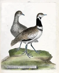 Tábua zoológica (ornitologia): frente: abetarda pequena ou pequena cana masculina e costas: cana pequena feminina (abetarda caniço ou tetrax tetrax). Ilustração em "A História das Aves, Pintadas nos seus Aspectos Aparentes e Sensíveis" de François Nicolas 