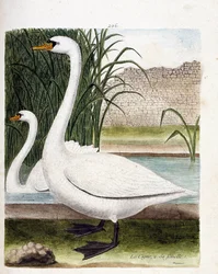 Tábua zoológica (ornitologia): na frente: o cisne e atrás da sua fêmea (cisne tubérculo ou cygnus olor). Ilustração em "A história das aves, pintadas nos seus aspectos aparentes e sensíveis" de François Nicolas Martinet (1731-1800). Coleção particular.