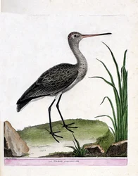 Prancha zoológica (ornitologia): o maçarico propriamente dito (maçarico-de-bico-direito ou Limosa limosa). Ilustração em «A História das Aves, Pintadas nos Seus Aspetos Aparentes e Sensíveis» de François Nicolas Martinet (1731-1800). Coleção particular.