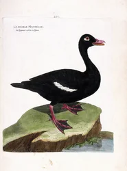 Tábua zoológica (ornitologia): o scoter duplo (scoter castanho ou melanitta fusca). Ilustração em "A história das aves, pintadas nos seus aspectos aparentes e sensíveis" de François Nicolas Martinet (1731-1800). Coleção particular.