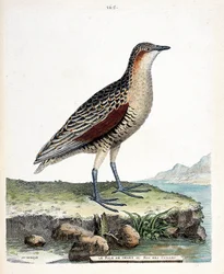 Tábua zoológica (ornitologia): o joelho rale ou rei das codornizes (crex crex). Ilustração em "A história das aves, pintadas nos seus aspectos aparentes e sensíveis" por François Nicolas Martinet (1731-1800). Coleção particular.