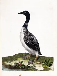 Prancha zoológica (ornitologia): o mergulho de grandes manchas (imstrand diving ou gavia immer). Ilustração em "The History of the Birds, Painted in Their Appearing and Sensitive Aspects" de François Nicolas Martinet (1731-1800). Coleção particular.