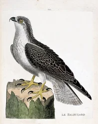 Tábua zoológica (ornitologia): a águia-pesqueira (osprey ou pandion haliaetus). Ilustração em "The History of the Birds, Painted in Their Appearing and Sensitive Aspects" de François Nicolas Martinet (1731-1800). Coleção particular.