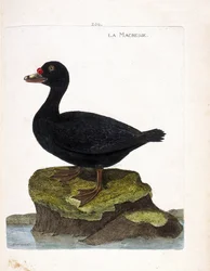 Quadro zoológico (ornitologia): o scoter (scoter preto ou melanitta nigra). Ilustração em "A história das aves, pintadas nos seus aspectos aparentes e sensíveis" de François Nicolas Martinet (1731-1800). Coleção particular.