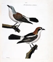 Carta zoológica (ornitologia): Fundo: o grieche ruivo ou grieche uma cabeça ruiva (lanius senator) e sua fêmea (grieche ecorcheur ou lanius collurio) no ramo superior