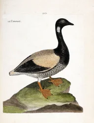 Carta zoológica (ornitologia): Brant (brant ou branta bernicla). Ilustração em "A história das aves, pintadas nos seus aspectos aparentes e sensíveis" de François Nicolas Martinet (1731-1800). Coleção particular.