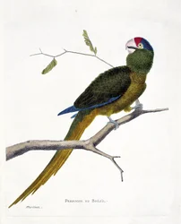 Carta zoológica (ornitologia): Periquito brasileiro (conure de cabeça vermelha ou aratinga canicularis) sobre um ramo. Ilustração em "A História das Aves, Pintadas nos seus Aspectos Aparentes e Sensíveis" de François Nicolas Martinet (1731-1800). Colo priv