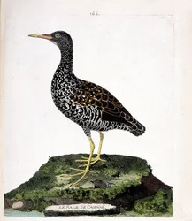Carta zoológica (ornitologia): Balanço de Caienne (rale de coloração ou pardirallus maculatus). Ilustração em "The History of the Birds, Painted in Their Appearing and Sensitive Aspects" de François Nicolas Martinet (1731-1800). Coleção particular.