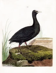 Carta zoológica (ornitologia): Coot ou Moselle (Macroule cot ou fulica atra). Ilustração em "A história das aves, pintadas nos seus aspectos aparentes e sensíveis" de François Nicolas Martinet (1731-1800). Coleção particular.