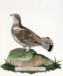 Carta zoológica (ornitologia): Gelinotte fêmea (gelinotte de madeira ou bonasia bonasia). Ilustração em "A história das aves, pintadas nos seus aspectos aparentes e sensíveis" de François Nicolas Martinet (1731-1800). Coleção particular.