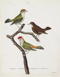 Carta zoológica (ornitologia). De cima para baixo: roitelet (atadura tripla ou regulus ignicapilla), troglodita (troglodita bonito ou troglodita) e roitelet de hotentotes (coroa de rubi) sobre um ramo. Ilustração em "A História das Aves, Pintada em Thei