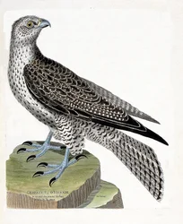 Carta zoológica (ornitologia): Gerfault islandês (gerfaut falcon ou falco rusticolus). Ilustração em "The History of the Birds, Painted in Their Appearing and Sensitive Aspects" de François Nicolas Martinet (1731-1800). Colecção privada.