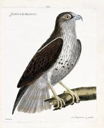 Carta zoológica (ornitologia): Jean-le-Blanc ou Jean le Blanc (circaete Jean Le Blanc ou circaeetus gallicus) sobre um ramo. Ilustração em "A história das aves, pintadas nos seus aspectos aparentes e sensíveis" de François Nicolas Martinet (1731-1800)
