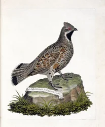 Carta zoológica (ornitologia): La gelinotte de France macho (gelinotte des bois ou bonasia bonasia). Ilustração em "The History of the Birds, Painted in Their Appearing and Sensitive Aspects" de François Nicolas Martinet (1731-1800). Coleção particular.