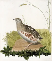 Carta zoológica (ornitologia): Codorniz masculina (codorniz ble ou coturnix coturnix). Ilustração em "The History of the Birds, Painted in Their Appearing and Sensitive Aspects" de François Nicolas Martinet (1731-1800). Coleção particular.