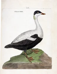 Carta zoológica (ornitologia): Ganso-do-norte ou mal de eider (Eider a edredon ou somateria mollissima). Ilustração em "The History of the Birds, Painted in Their Appearing and Sensitive Aspects" de François Nicolas Martinet (1731-1800). Coleção particular