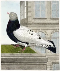 Carta zoológica (ornitologia): O pombo romano (columba livia). Ilustração em "A história das aves, pintadas nos seus aspectos aparentes e sensíveis" de François Nicolas Martinet (1731-1800). Coleção particular.