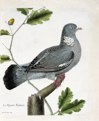Carta zoológica (ornitologia): O pombo ramificado (columba palumbus) sobre um ramo. Ilustração em "A história das aves, pintadas nos seus aspectos aparentes e sensíveis" de François Nicolas Martinet (1731-1800). Coleção particular.