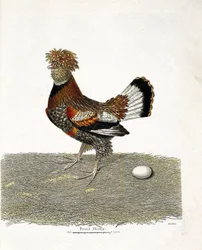 Carta zoológica (ornitologia): A galinha (galinha doméstica ou gallus gallus) e o seu ovo. Ilustração em "A história das aves, pintada nos seus aspectos aparentes e sensíveis" por François Nicolas Martinet (1731-1800). Coleção particular.