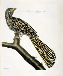 Carta zoológica (ornitologia): O cuco de Mindanao (koel cuckoo ou Eudynamys scolopacea) num ramo. Ilustração em "The History of the Birds, Painted in Their Appearing and Sensitive Aspects" de François Nicolas Martinet (1731-1800). Coleção particular