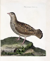 Prancha zoológica (ornitologia): a francolim-fêmea (francolim-preto ou Francolinus francolinus). Ilustração em « A História das Aves, Pintadas nos Seus Aspetos Aparentes e Sensíveis » de François Nicolas Martinet (1731-1800). Coleção particular.