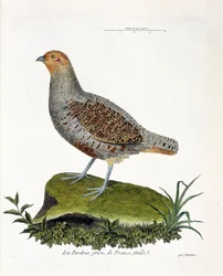 Carta zoológica (ornitologia): A perdiz cinzenta da França, macho (perdiz cinzenta ou perdiz). Ilustração em "A história das aves, pintadas nos seus aspectos aparentes e sensíveis" de François Nicolas Martinet (1731-1800). Coleção particular.