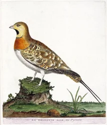 Carta zoológica (ornitologia): A gelinotte masculina dos Pirenéus (Ganga cata ou pterocles alchata). Ilustração em "A história das aves, pintadas nos seus aspectos aparentes e sensíveis" por François Nicolas Martinet (1731-1800). Coleção particular.