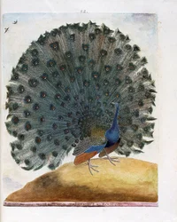 Prancha zoológica (ornitologia): o pavão abre a cauda (pavão-azul ou Pavo cristatus). Ilustração em “A História das Aves, Pintadas nos seus Aspetos Aparentes e Sensíveis” de François Nicolas Martinet (1731-1800). Coleção particular.