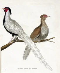 Carta zoológica (ornitologia): O faisão tem um hupe de aço chinês e sua fêmea (faisão prateado ou Lophura nycthemera) sobre um ramo. Ilustração em "A História das Aves, Pintadas nos seus Aspectos Aparentes e Sensíveis" de François Nicolas Marti