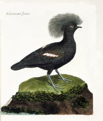 Carta zoológica (ornitologia): O faisão da Índia (coroa de goura ou goura cristata). Ilustração em "The History of the Birds, Painted in Their Appearing and Sensitive Aspects" de François Nicolas Martinet (1731-1800). Coleção particular.