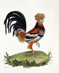 Carta zoológica (ornitologia): O galo (galo doméstico ou gallus gallus). Ilustração em "A história das aves, pintadas nos seus aspectos aparentes e sensíveis" de François Nicolas Martinet (1731-1800). Coleção particular.