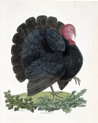 Carta zoológica (ornitologia): Turquia (peru doméstico ou Melaeagris gallopavo). Ilustração em "A história das aves, pintadas nos seus aspectos aparentes e sensíveis" de François Nicolas Martinet (1731-1800) (gravura)