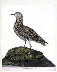 Carta zoológica (ornitologia): casoar (casoar um capacete ou cassuarius cassuarius). Ilustração em "A história das aves, pintadas nos seus aspectos aparentes e sensíveis" de François Nicolas Martinet (1731-1800). Coleção particular.