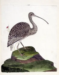 Carta zoológica (ornitologia): ondulação (cinza de ondulação ou numenius arquata). Ilustração em "The History of the Birds, Painted in Their Appearing and Sensitive Aspects" de François Nicolas Martinet (1731-1800). Coleção particular.