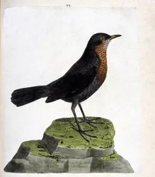 Prancha zoológica (ornitologia): fêmea de melro-preto (Turdus merula). Ilustração em «A História das Aves, Pintadas nos seus Aspetos Aparente e Sensível», de François Nicolas Martinet (1731-1800). Coleção particular.