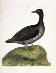 Carta zoológica (ornitologia): eider fêmea (eider a down ou somateria mollissima). Ilustração em "The History of the Birds, Painted in Their Appearing and Sensitive Aspects" de François Nicolas Martinet (1731-1800). Coleção particular.