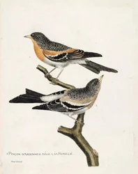 Carta zoológica (ornitologia): de cima para baixo: O pinson Ardennes pinson (pinson do norte ou fringilla montifringilla) macho e fêmea sobre um ramo. Ilustração em "A História das Aves, Pintadas nos seus Aspectos Aparentes e Sensíveis" de François Nico