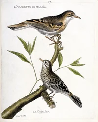 Carta zoológica (ornitologia): de cima para baixo: a cotovia do sapal (pipit rousseline ou anthus campestris) e a cujelier (pipit farlouse ou anthus pratensis) sobre um ramo. Ilustração em "A História das Aves, Pintadas na sua Aparência e Sensibilidade