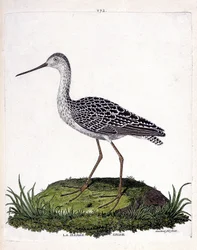Carta zoológica (ornitologia): barcaça cinzenta (barcaça vermelha ou limosa lapponica). Ilustração em "The History of the Birds, Painted in Their Appearing and Sensitive Aspects" de François Nicolas Martinet (1731-1800). Coleção particular.