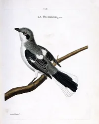Carta zoológica (ornitologia): grieche cinza (excubitador cinzento ou lanius) sobre um ramo. Ilustração em "A história das aves, pintadas nos seus aspectos aparentes e sensíveis" de François Nicolas Martinet (1731-1800). Coleção particular.