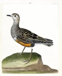 Carta zoológica (ornitologia): guignard (tarambola guignard ou eudromias morinellus). Ilustração em "A história das aves, pintadas nos seus aspectos aparentes e sensíveis" de François Nicolas Martinet (1731-1800). Coleção particular.