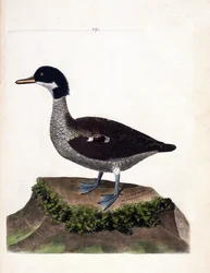 Carta zoológica (ornitologia): java teal (teal cinza ou anas gibberifrons). Ilustração em "A história das aves, pintadas nos seus aspectos aparentes e sensíveis" por François Nicolas Martinet (1731-1800). Coleção particular.