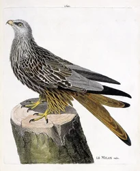 Carta zoológica (ornitologia): Milão macho (real ou milvus milvus). Ilustração em "The History of the Birds, Painted in Their Appearing and Sensitive Aspects" de François Nicolas Martinet (1731-1800). Coleção particular.
