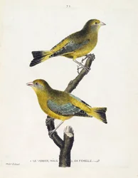 Carta zoológica (ornitologia): verdier masculino e feminino (verdier europeu ou carduelis chloris) sobre um ramo. Ilustração em "The History of the Birds, Painted in Their Appearing and Sensitive Aspects" de François Nicolas Martinet (1731-1800). Colisão p