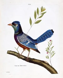 Carta zoológica (ornitologia): siam jay macho (blue jay ou cyanocitta cristata) sobre um ramo. Ilustração em "The History of the Birds, Painted in Their Appearing and Sensitive Aspects" de François Nicolas Martinet (1731-1800). Coleção particular.