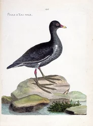 Carta zoológica (ornitologia): galinha-d