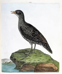 Carta zoológica (ornitologia): marouette (marouette spot ou porzana porzana). Ilustração em "A história das aves, pintadas nos seus aspectos aparentes e sensíveis" por François Nicolas Martinet (1731-1800). Coleção particular.